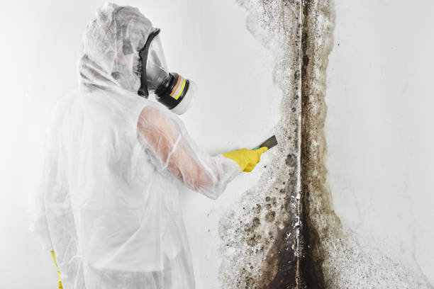 Best Professional Mold Removal  in Schuylerville, NY
