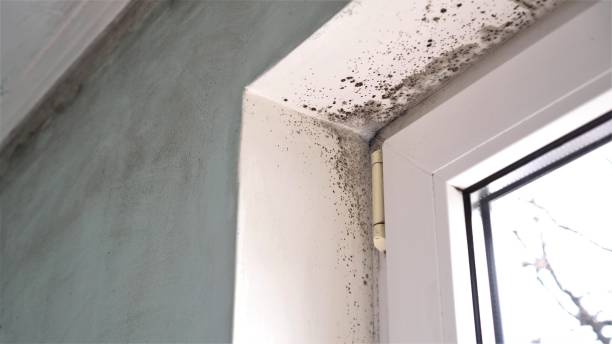 Best Crawl Space Mold Removal  in Schuylerville, NY
