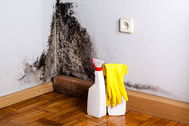 Best Attic Mold Removal  in Schuylerville, NY