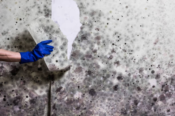 Best Mold Removal Near Me  in Schuylerville, NY