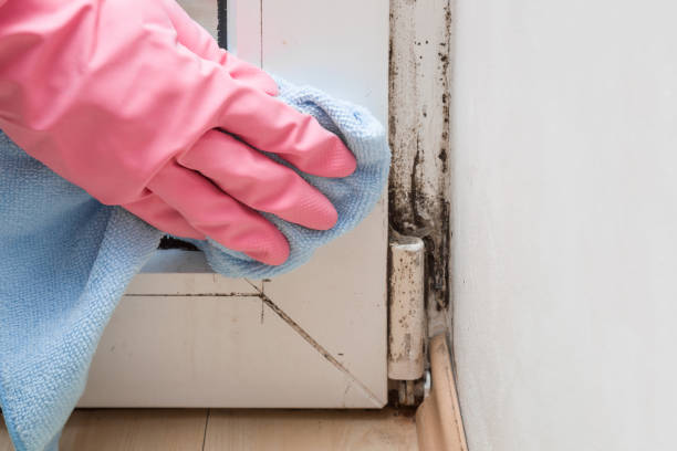 Mold Removal Process in Schuylerville, NY